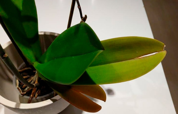 Kodėl orchidėjų lapai skilinėja? Priežastys ir sprendimai
